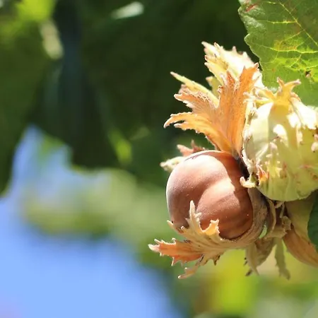 Çiftlik konaklama Le Fontane *